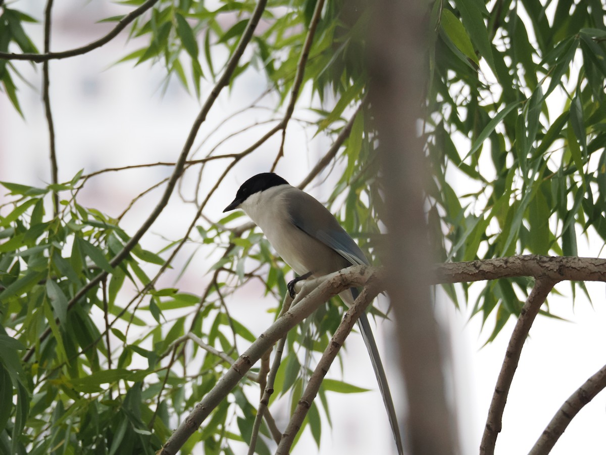 Azure-winged Magpie - ML643538399