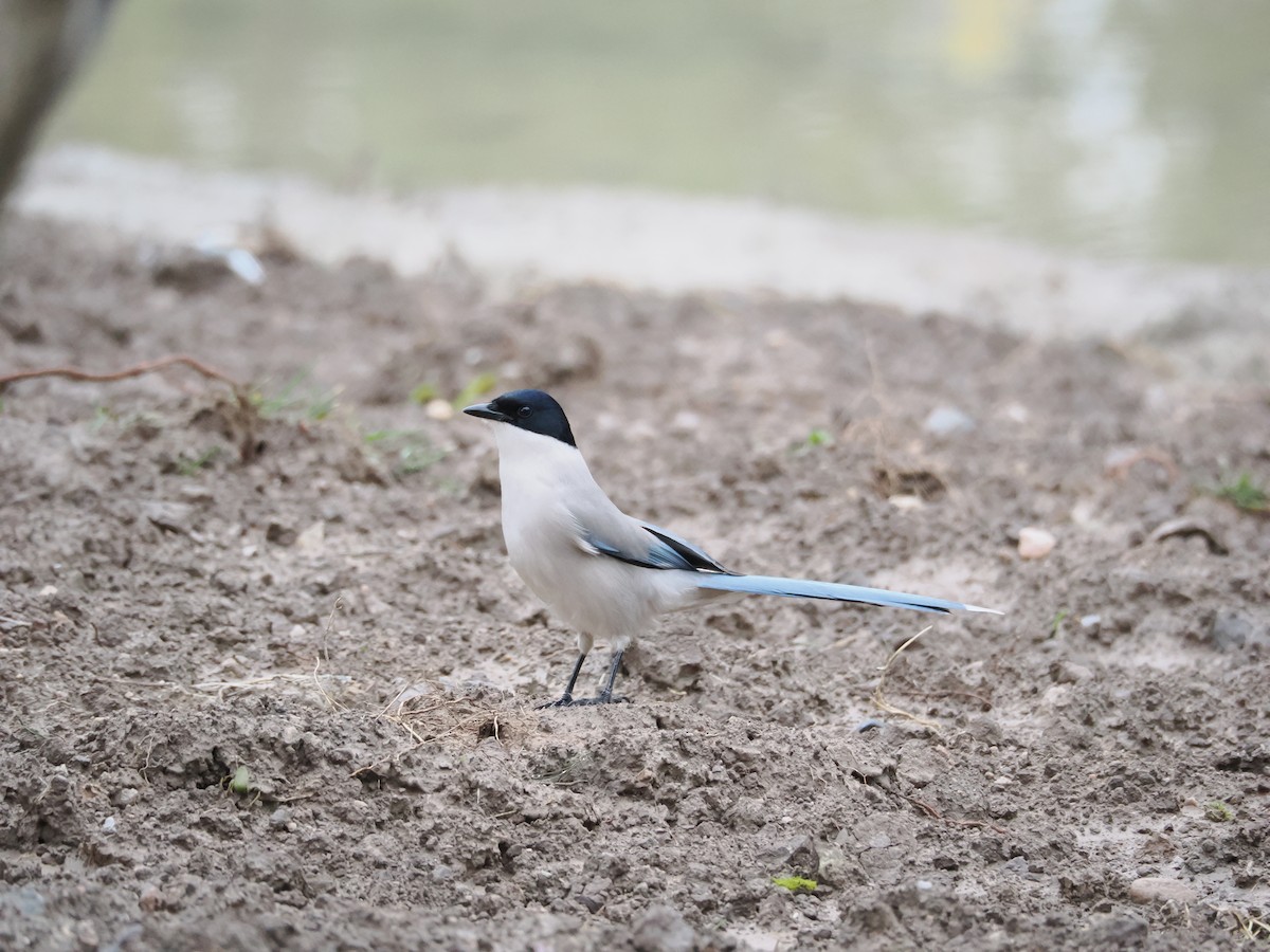 Azure-winged Magpie - ML643538400