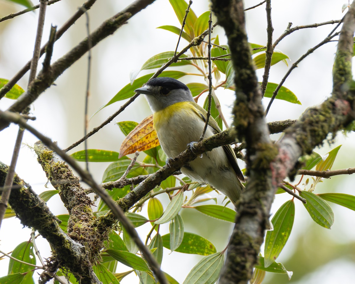 Green-backed Becard (Green-backed) - ML643538421