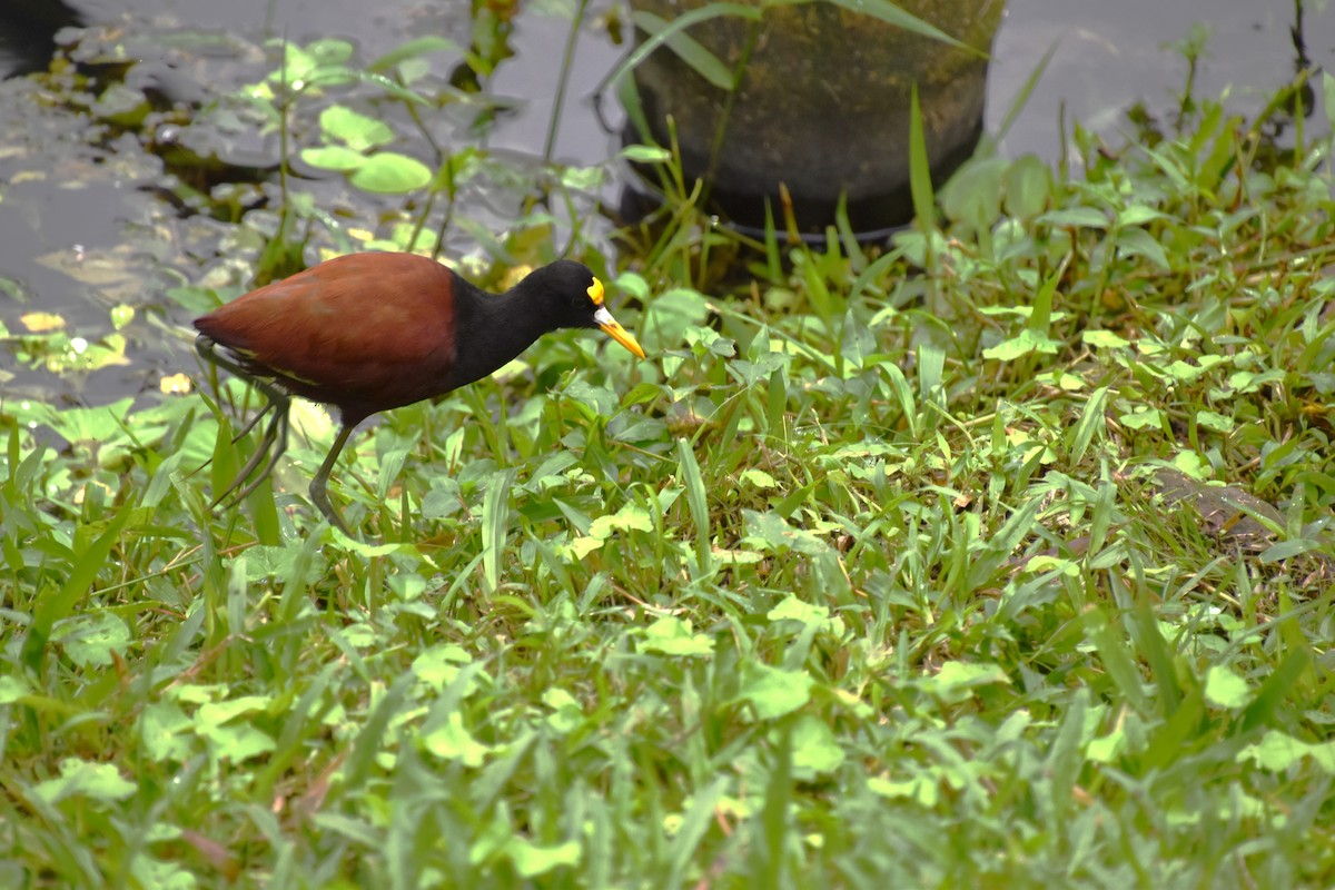 Northern Jacana - ML643538422