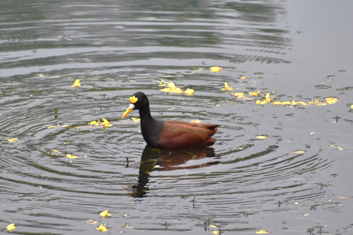 Northern Jacana - ML643538433