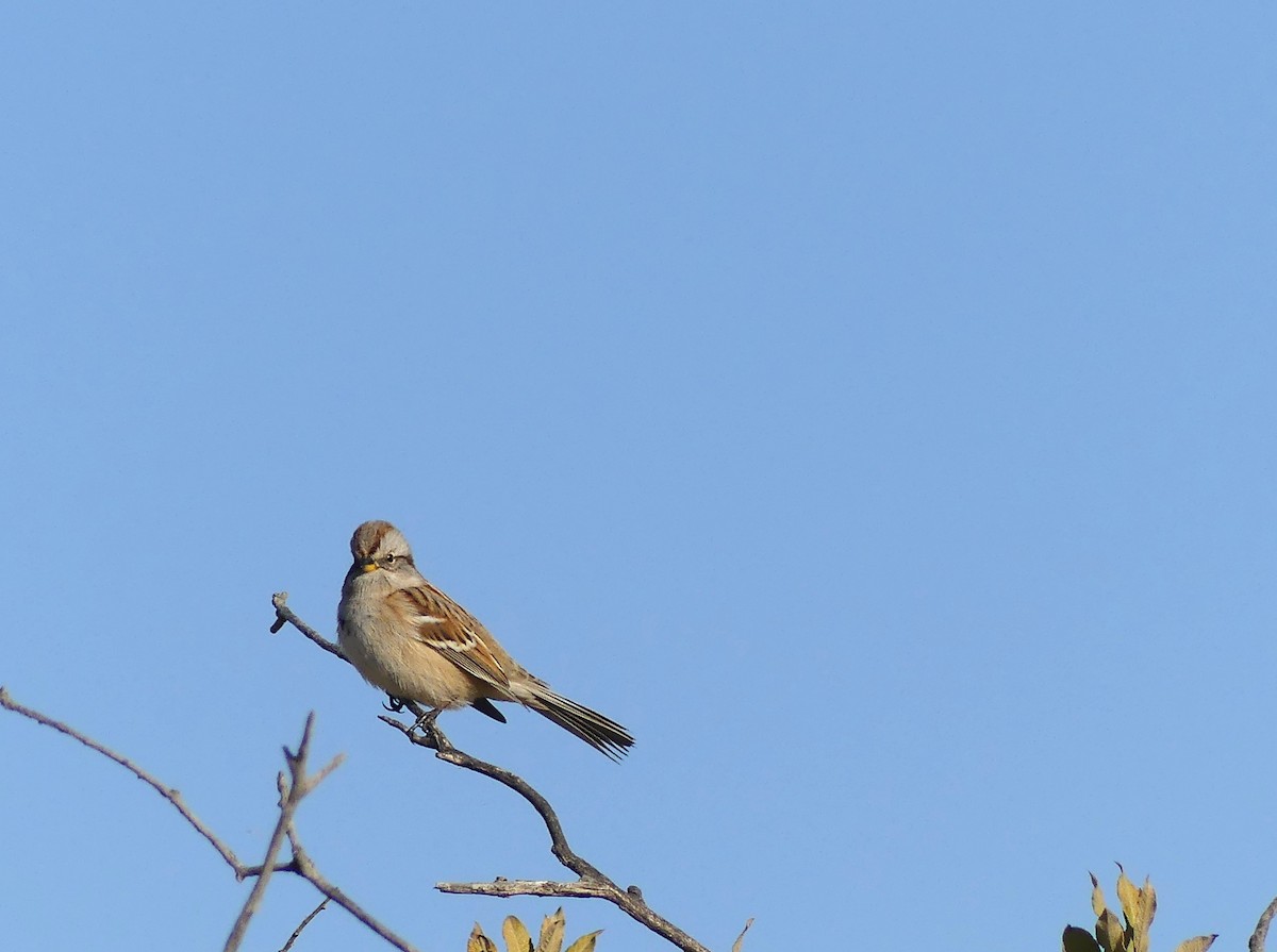 American Tree Sparrow - ML643538436
