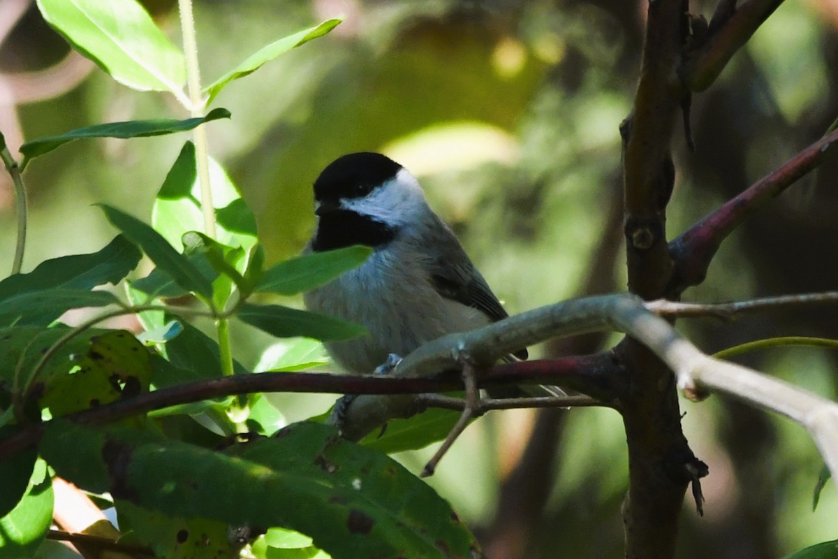 Carolina Chickadee - ML643538450