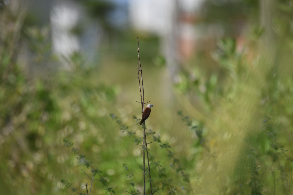 White-headed Munia - ML643538453