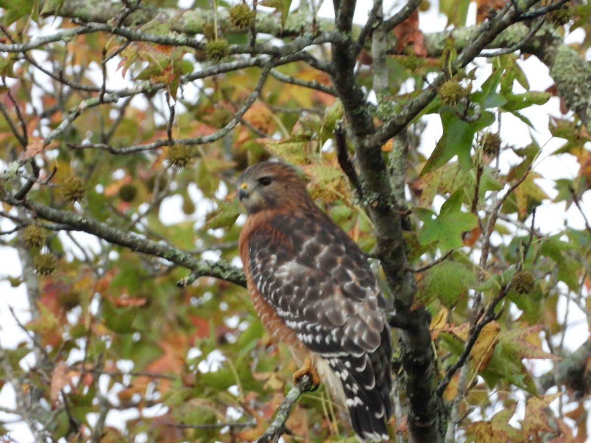 Red-shouldered Hawk - ML643538455