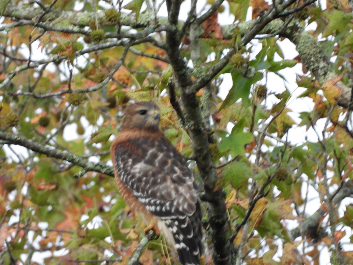 Red-shouldered Hawk - ML643538456