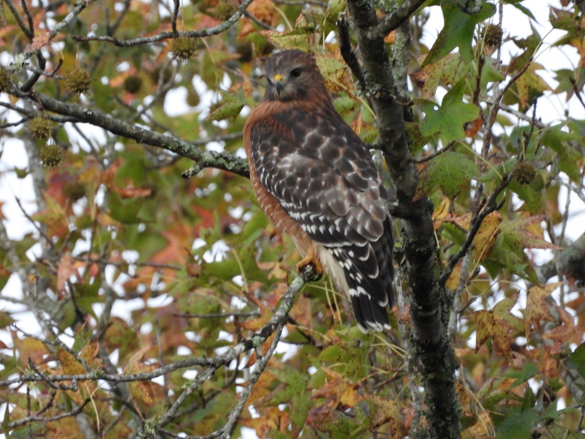 Red-shouldered Hawk - ML643538457