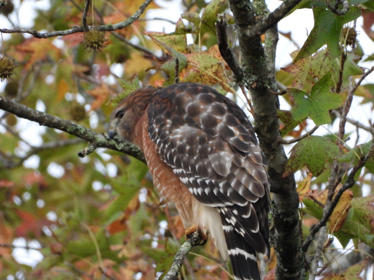 Red-shouldered Hawk - ML643538458