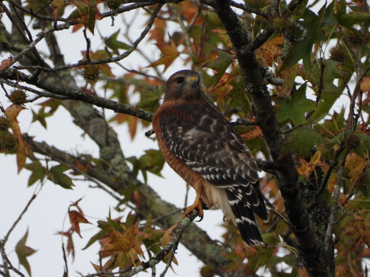 Red-shouldered Hawk - ML643538459
