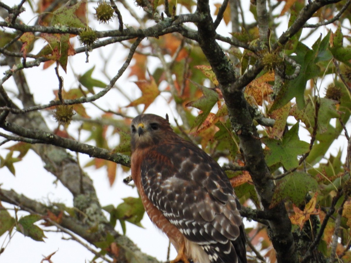 Red-shouldered Hawk - ML643538460