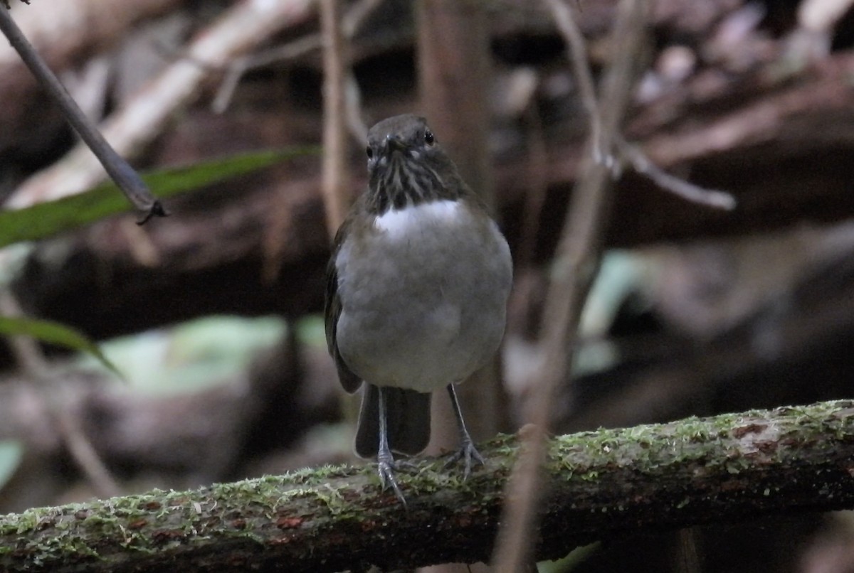 White-necked Thrush (Gray-flanked) - ML643538463