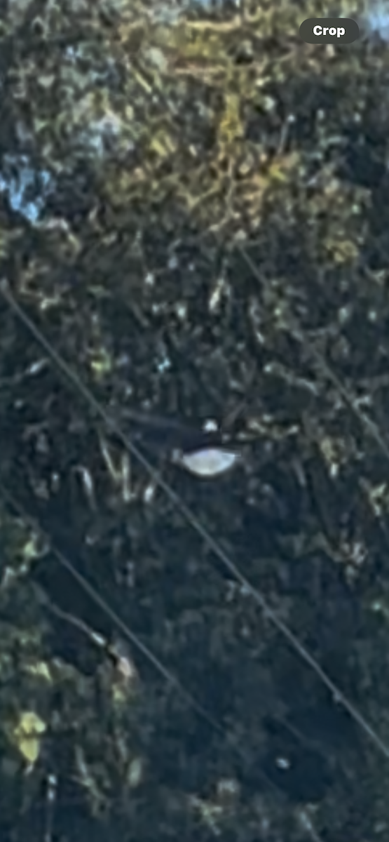 Itsas arrano buruzuria - ML643538470