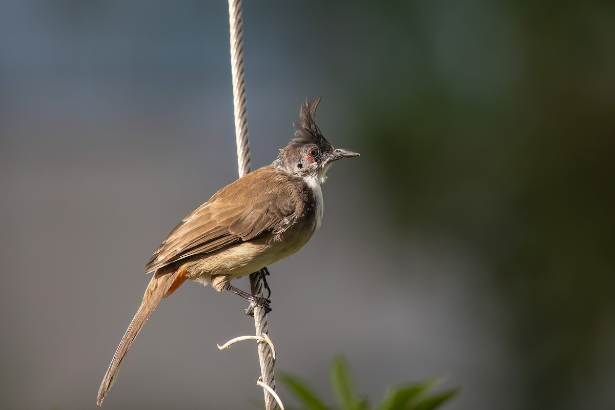 Red-whiskered Bulbul - ML643538472