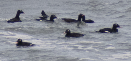 White-winged Scoter - ML643538479