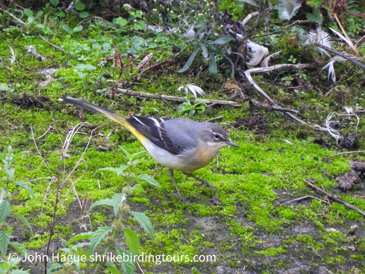 Gray Wagtail - ML643538482