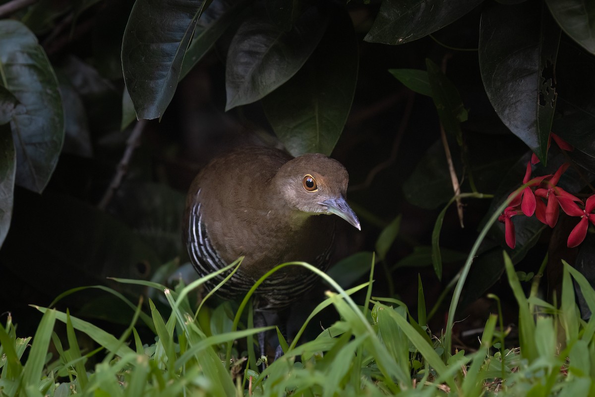 Slaty-legged Crake - ML643538487