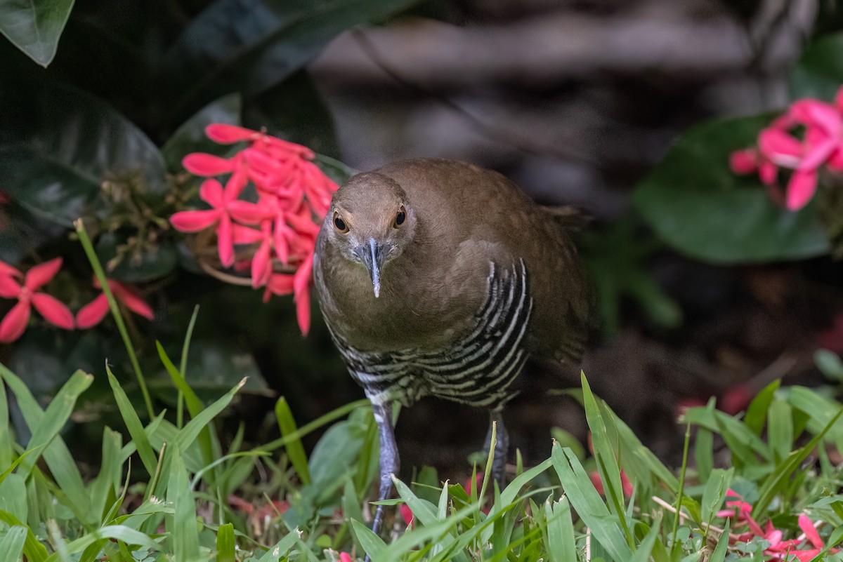 Slaty-legged Crake - ML643538488