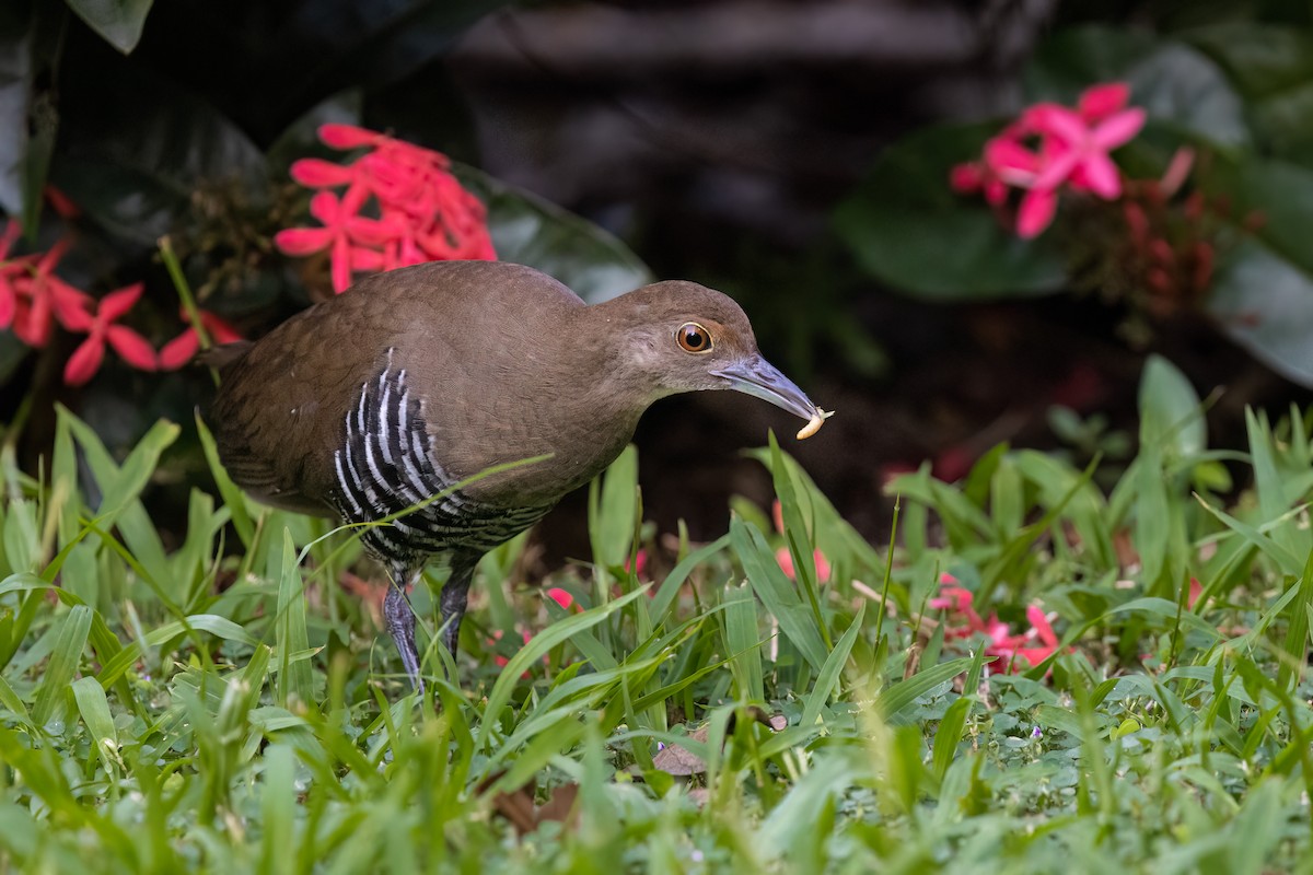 Slaty-legged Crake - ML643538489
