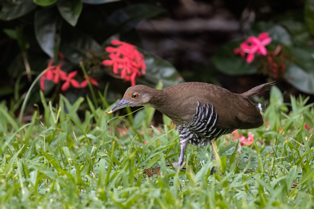 Slaty-legged Crake - ML643538490