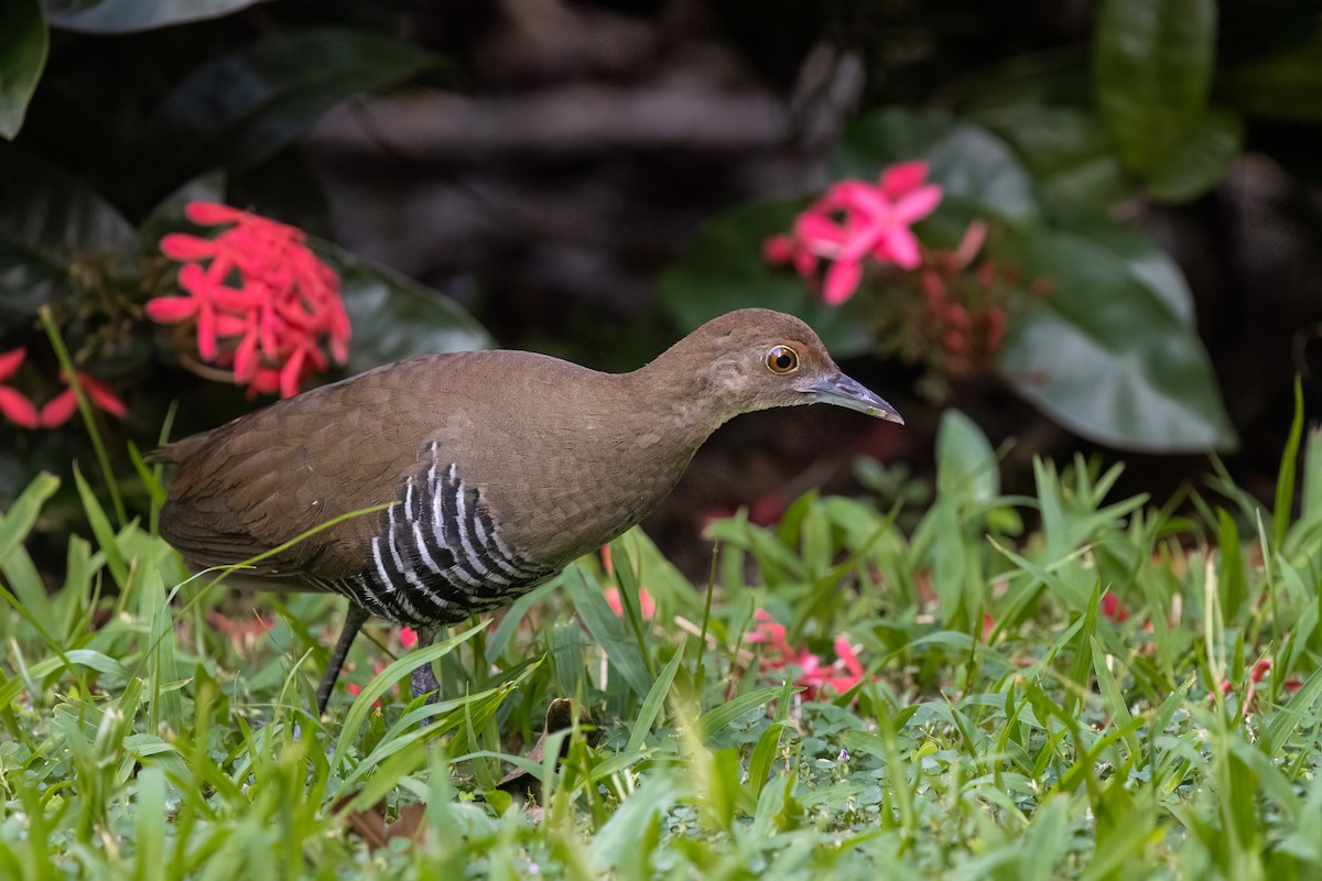 Slaty-legged Crake - ML643538491