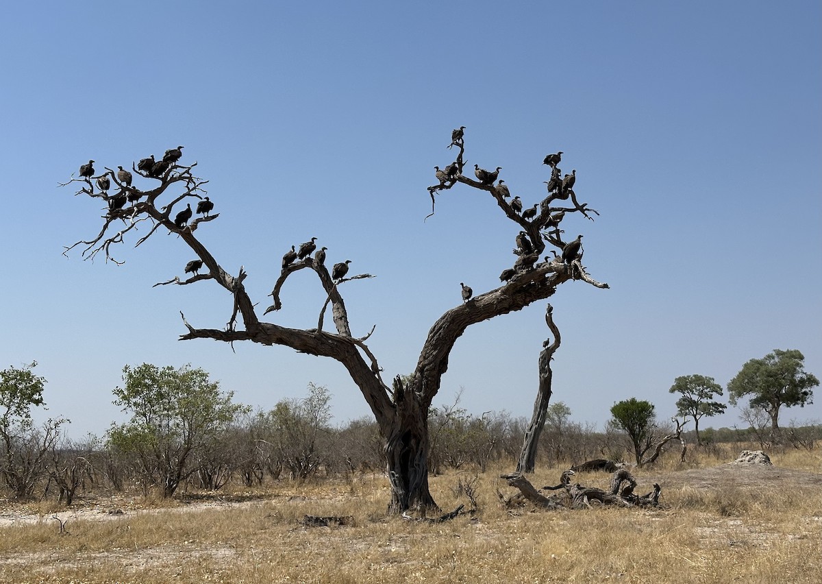 White-backed Vulture - ML643538492