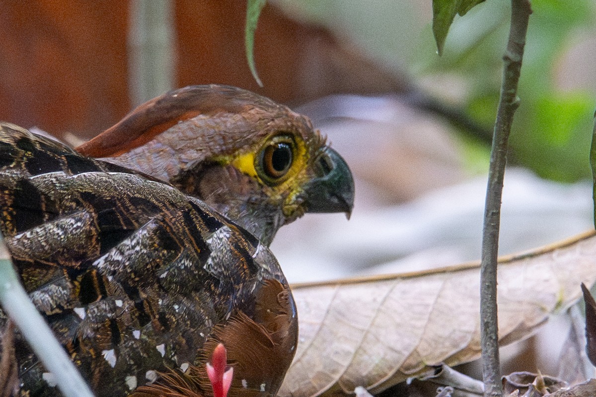 Starred Wood-Quail - ML643538499