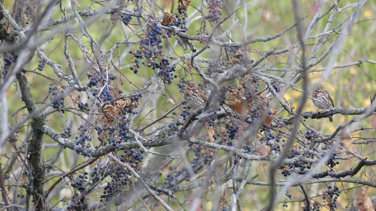 Fox Sparrow - ML643538500