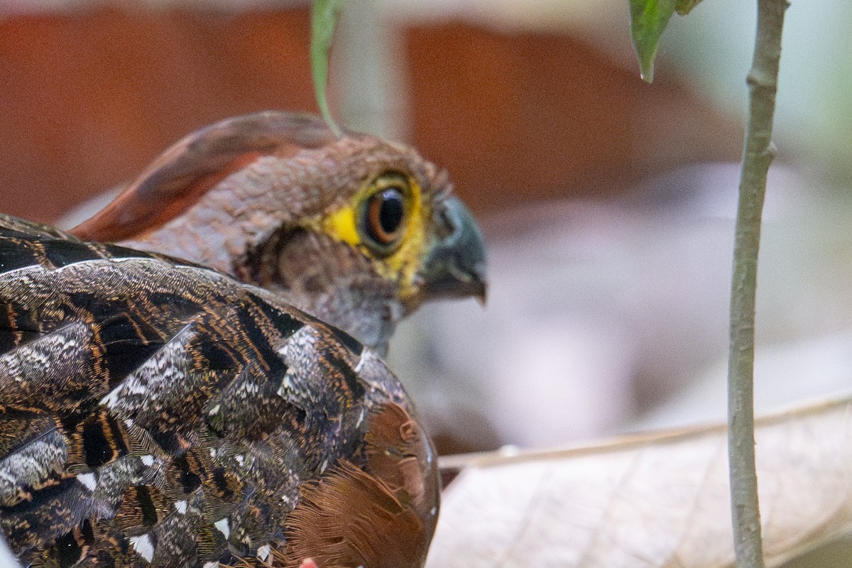 Starred Wood-Quail - ML643538501