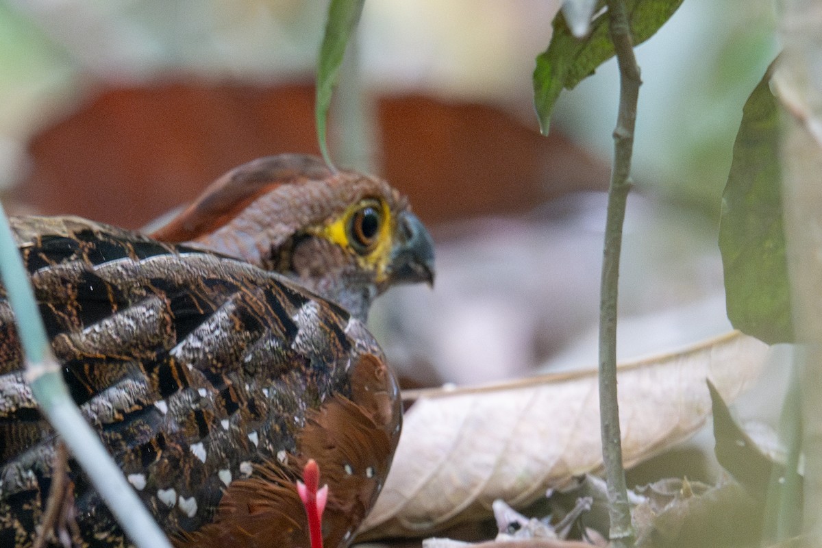 Starred Wood-Quail - ML643538503