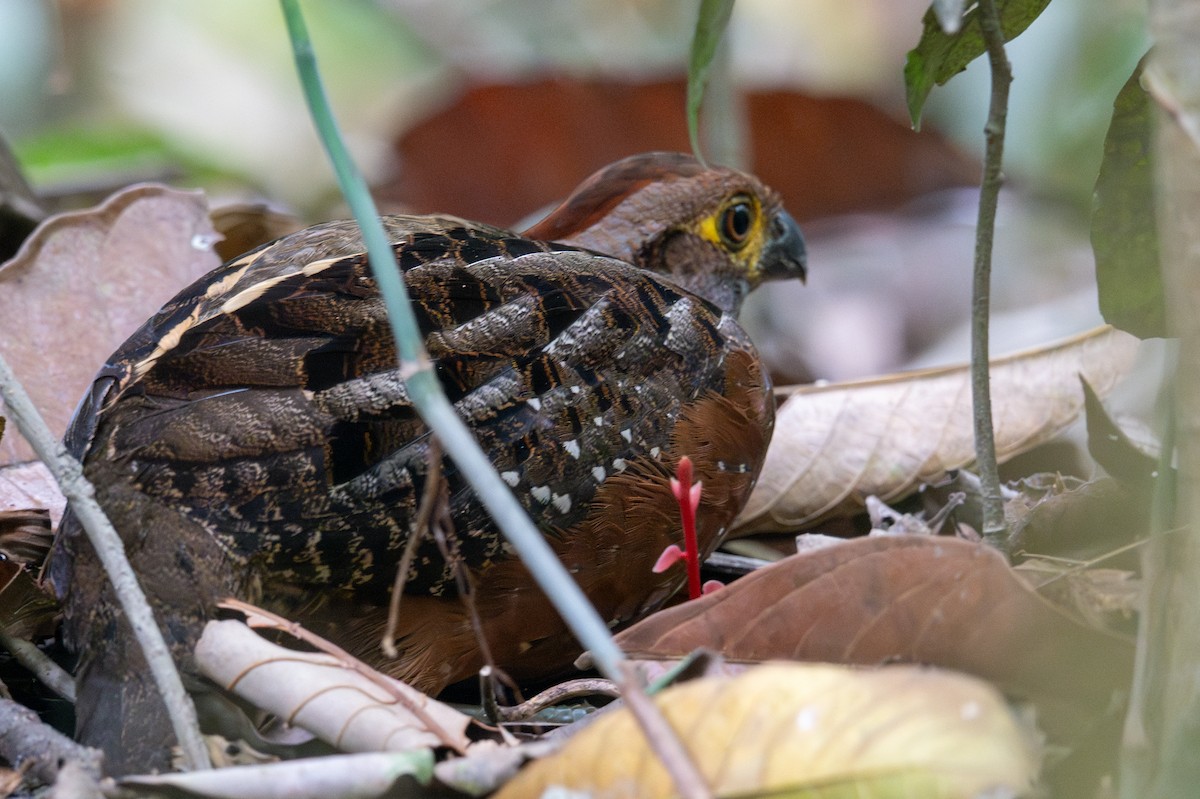 Starred Wood-Quail - ML643538504