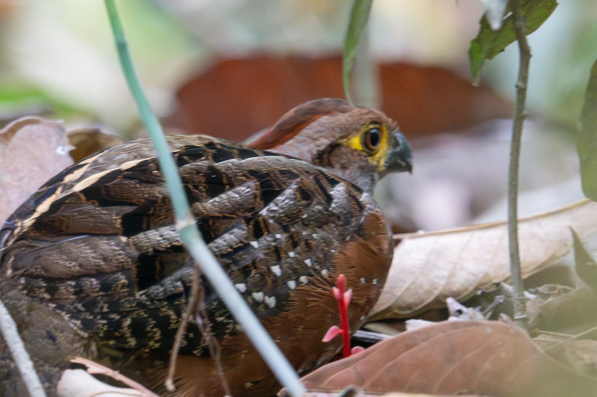 Starred Wood-Quail - ML643538505