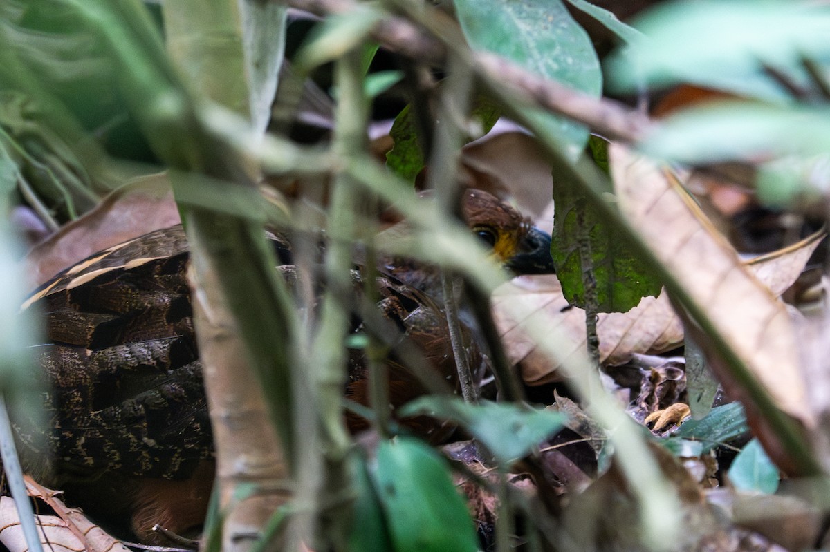 Starred Wood-Quail - ML643538506