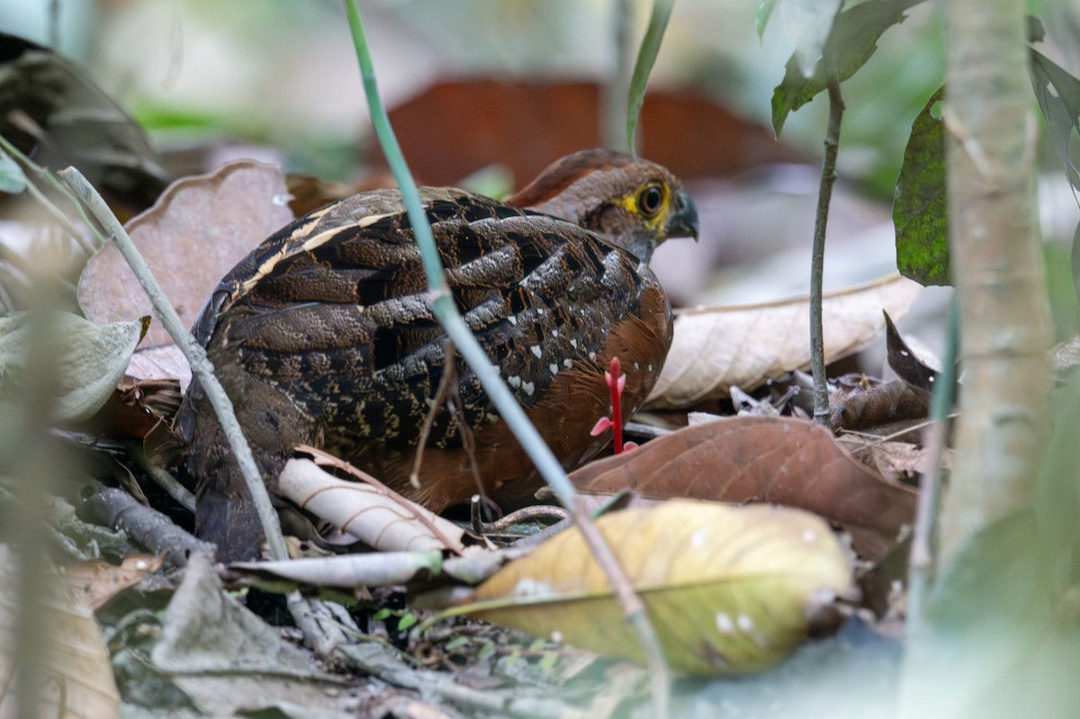 Starred Wood-Quail - ML643538507