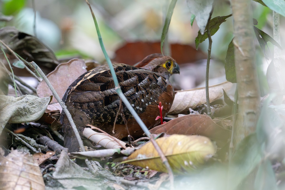 Starred Wood-Quail - ML643538508