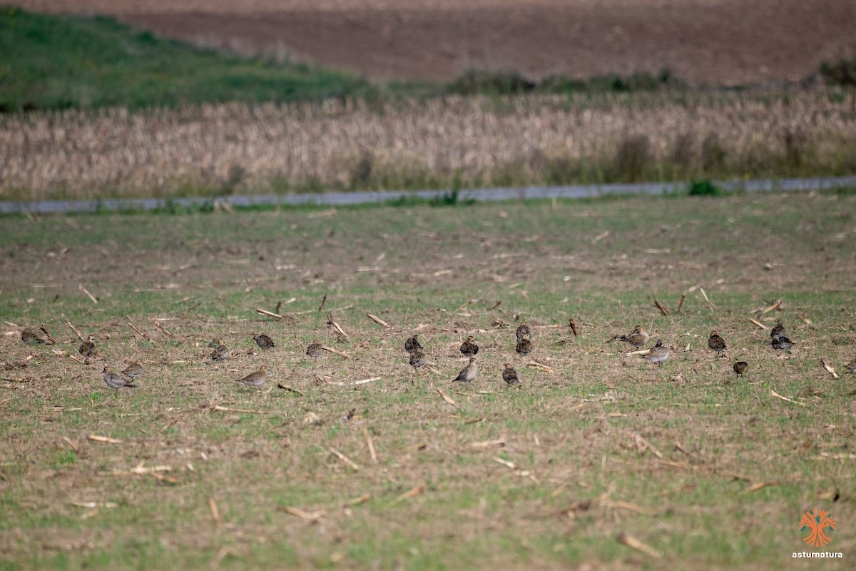 European Golden-Plover - ML643538516
