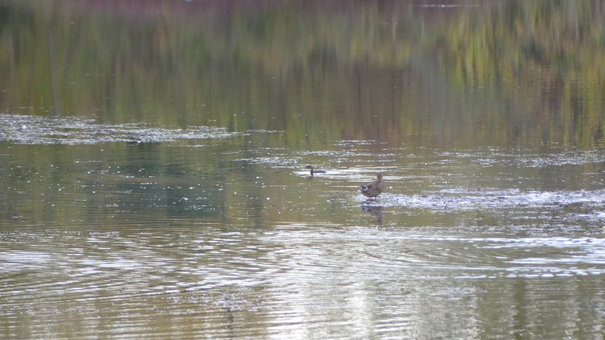 Pied-billed Grebe - ML643538517