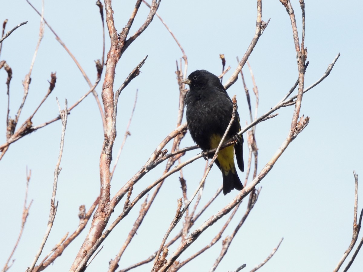 Black Siskin - ML643538518
