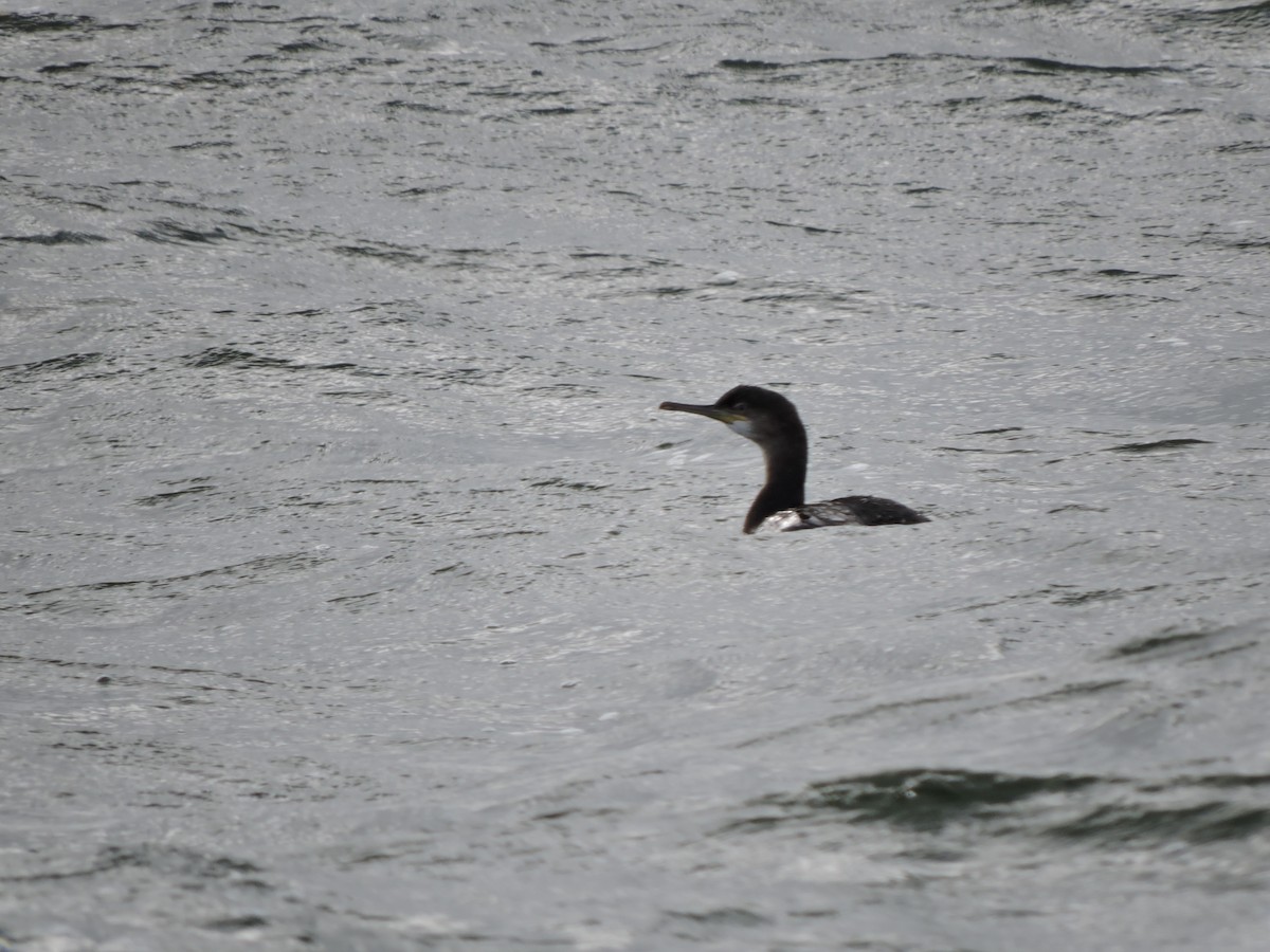 European Shag - ML643538522