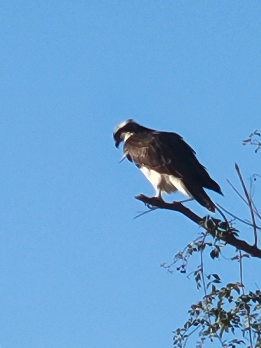 Osprey - ML643538525