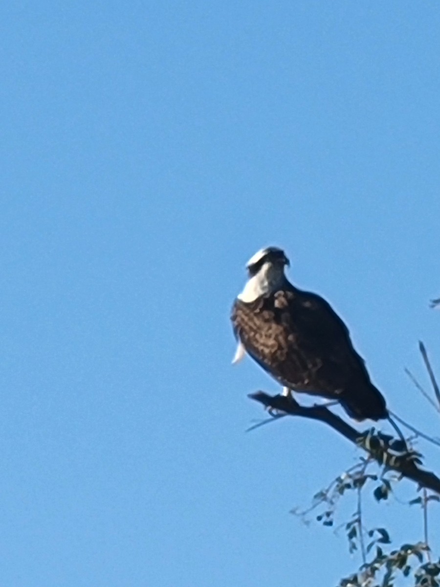 Osprey - ML643538526