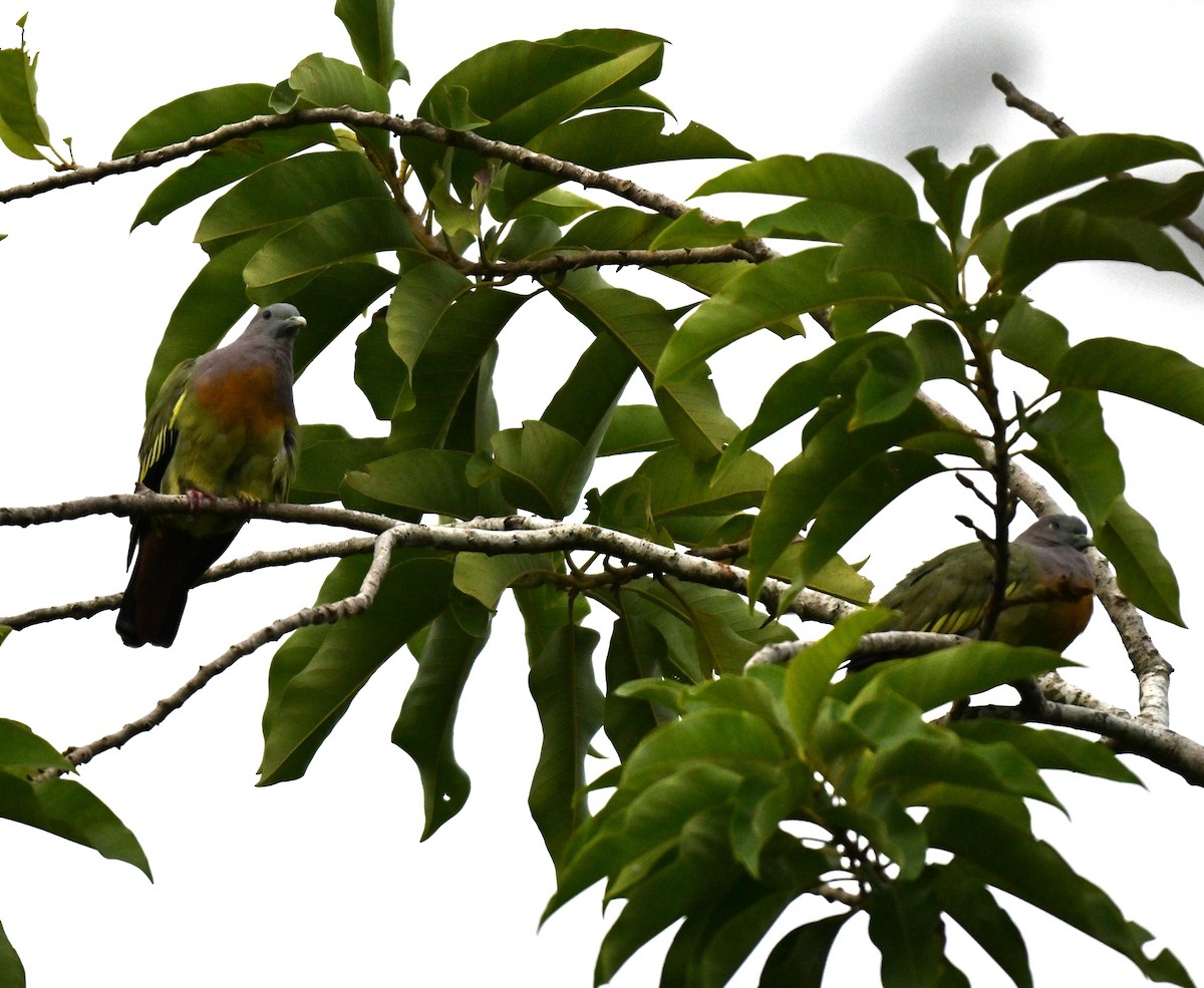 Pink-necked Green-Pigeon - ML643538540