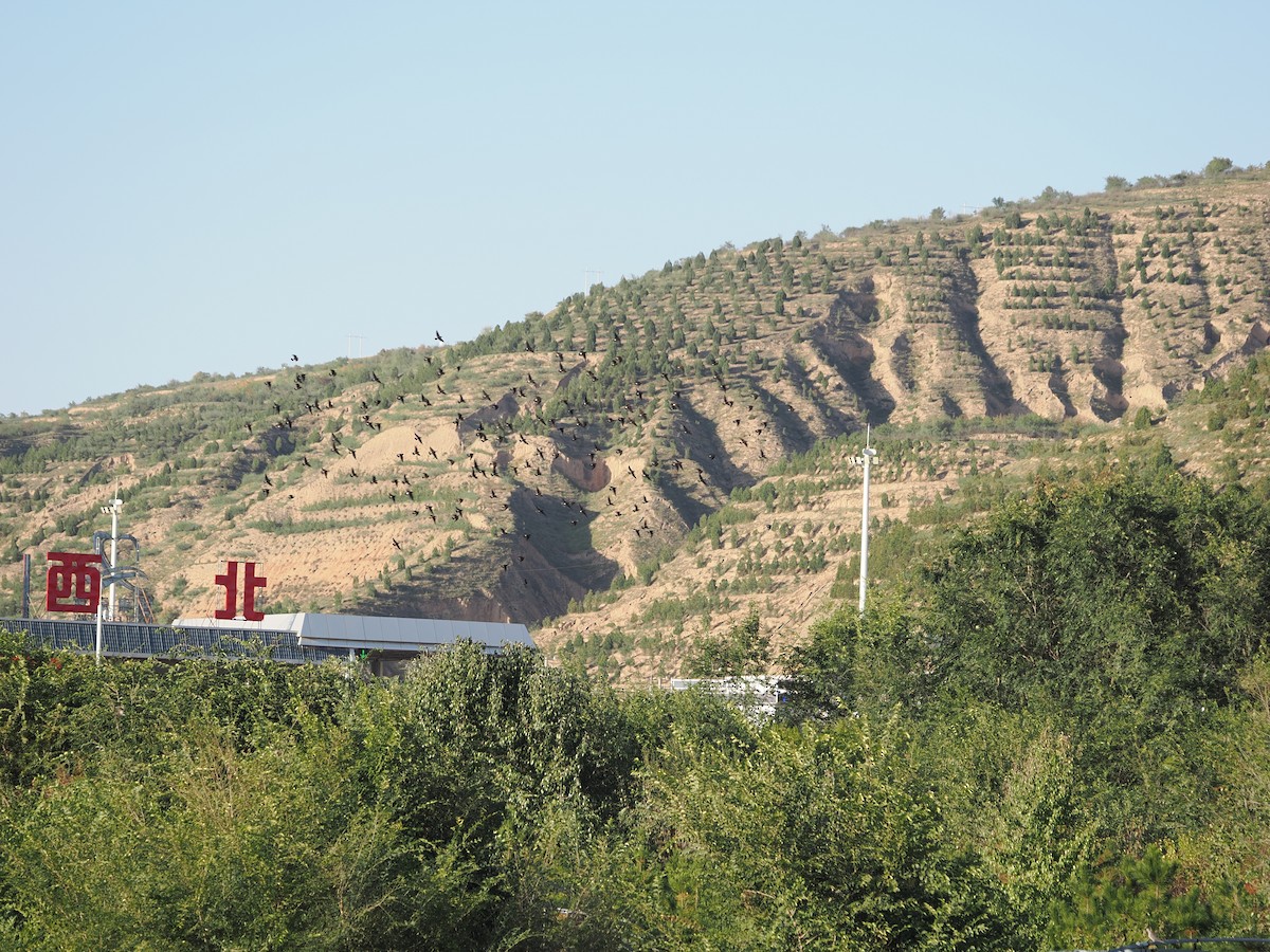 Ak Yanaklı Sığırcık - ML643538546