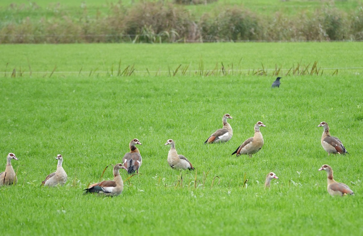 Egyptian Goose - ML643538549