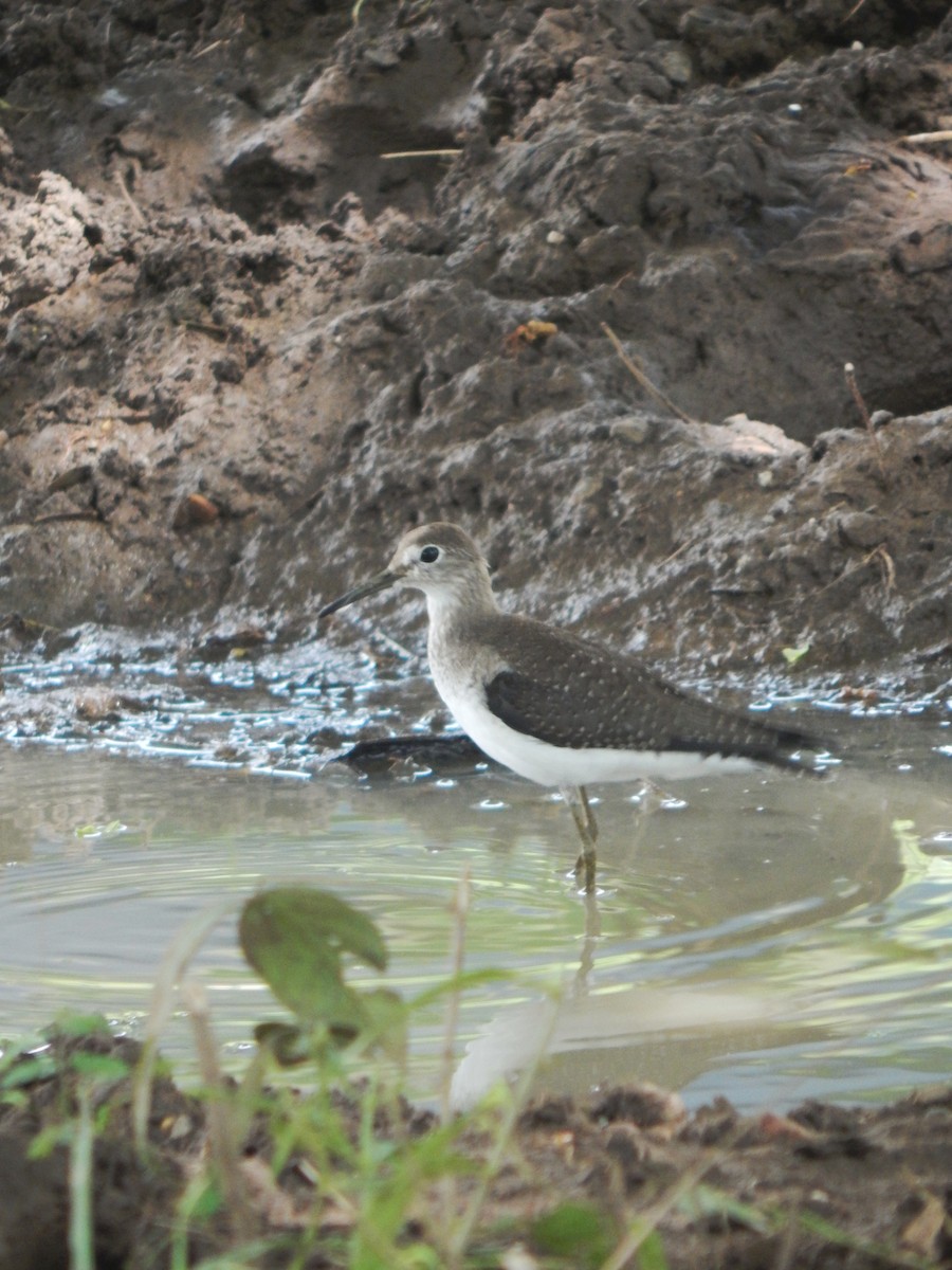Solitary Sandpiper - ML643538553