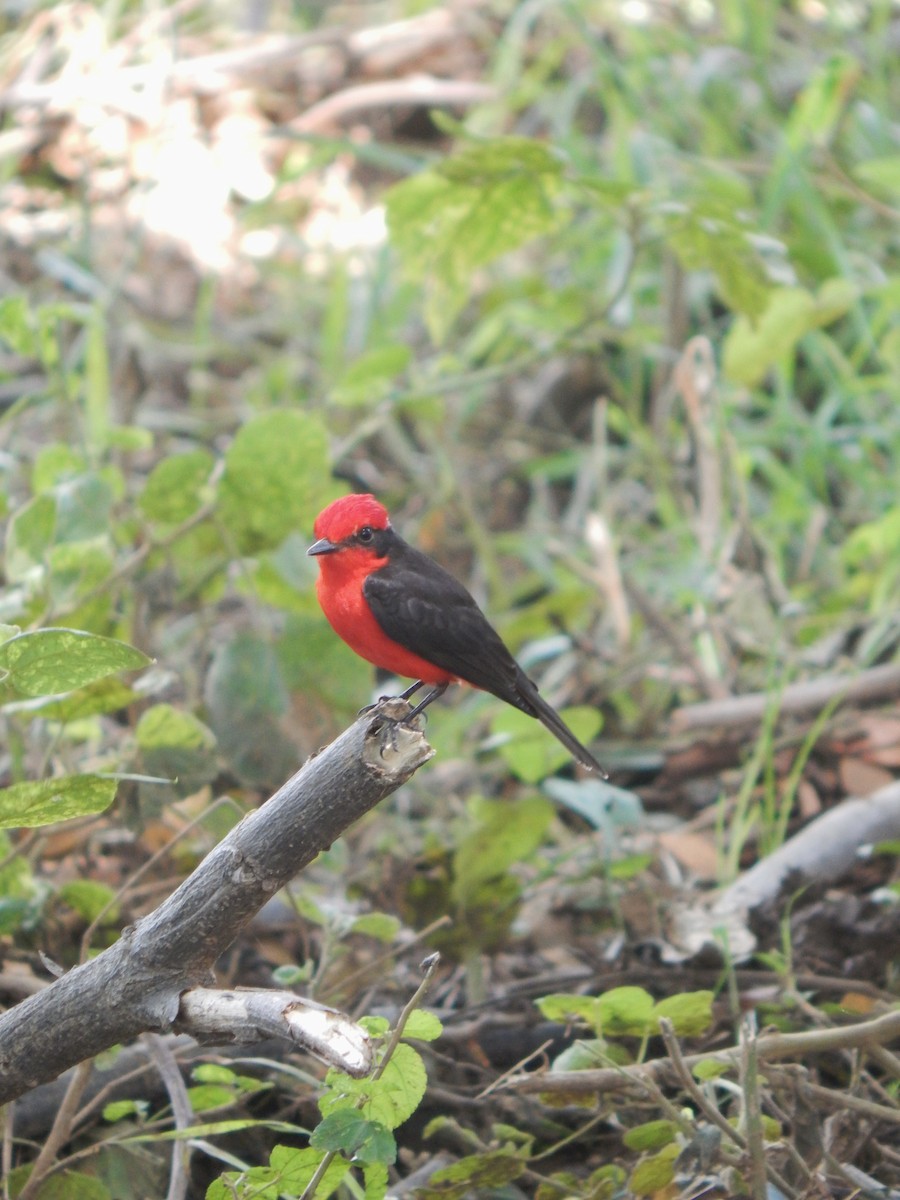 Vermilion Flycatcher - ML643538560