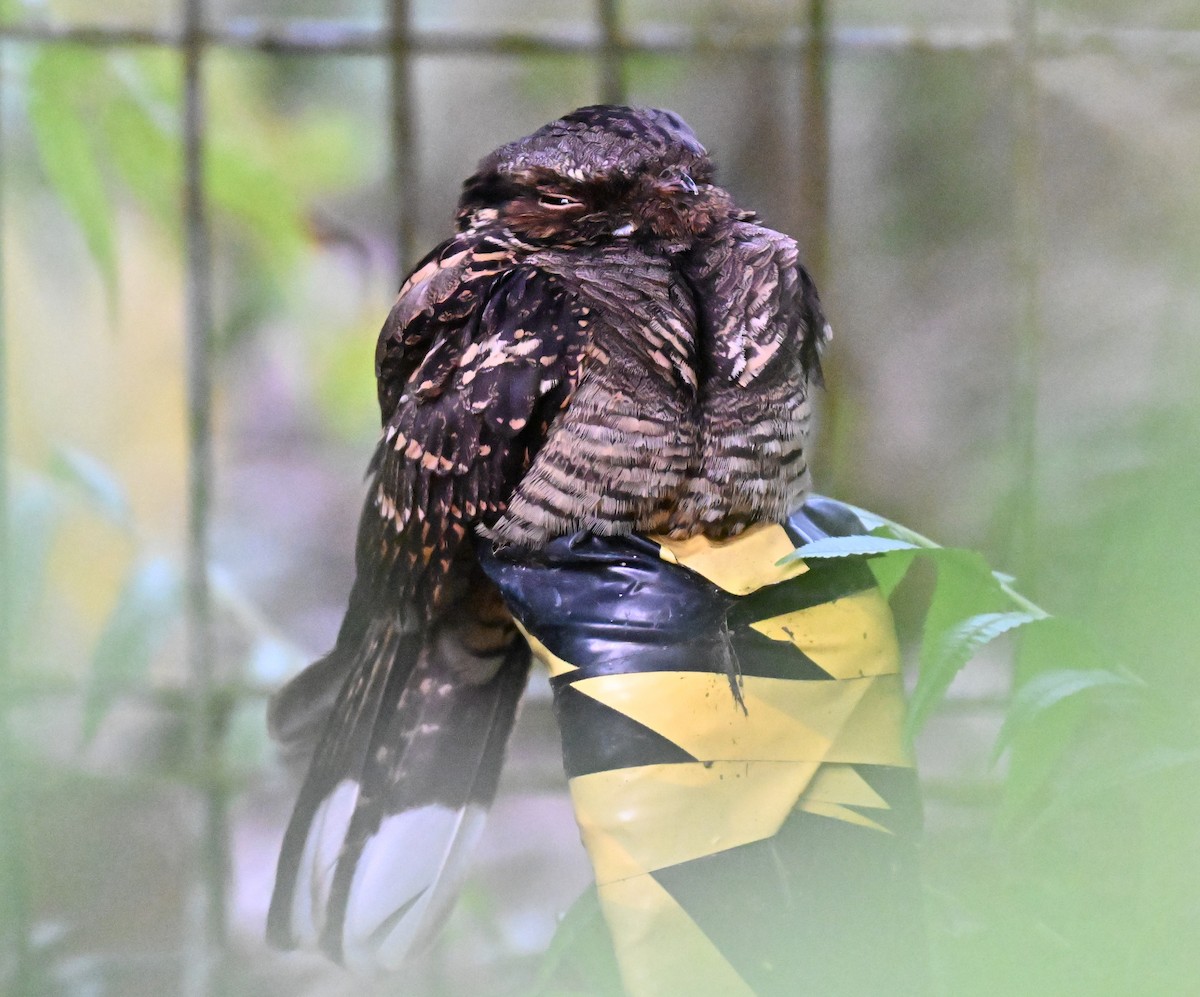 Large-tailed Nightjar - ML643538563