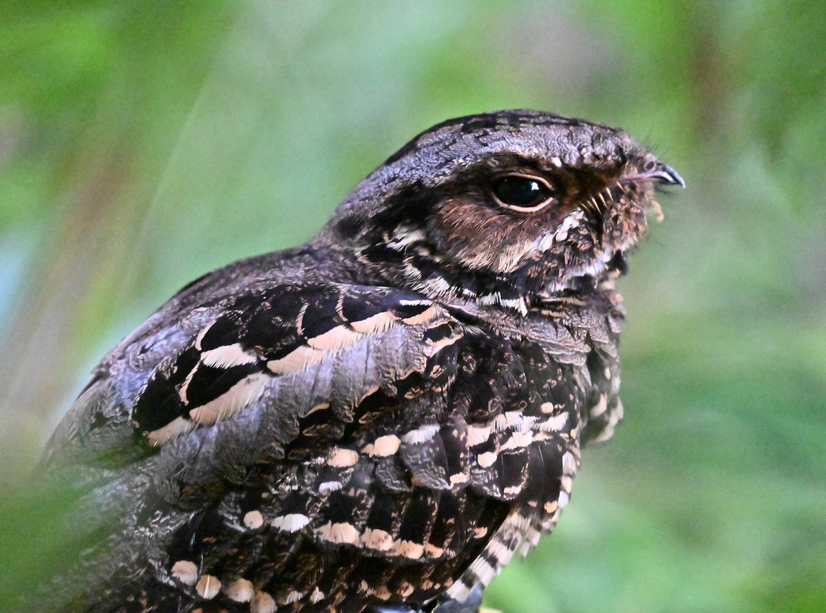 Large-tailed Nightjar - ML643538564