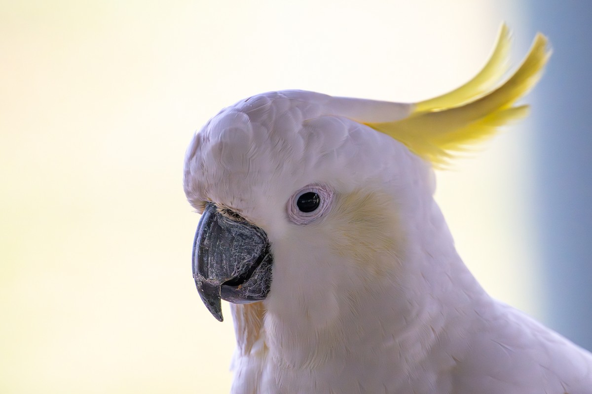 Cacatúa Galerita - ML643538570