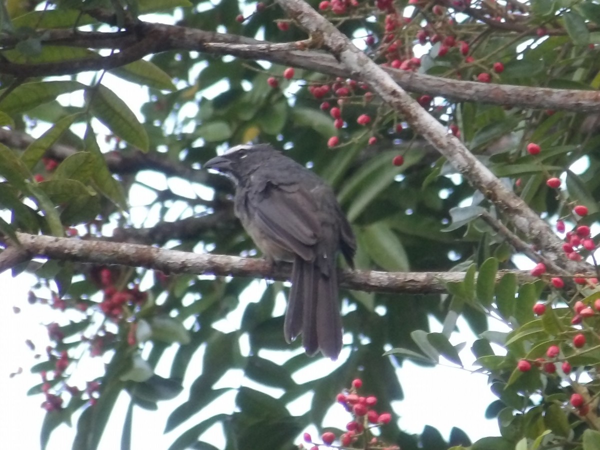 Cinnamon-bellied Saltator - ML643538574