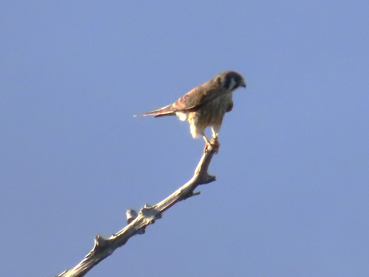 アメリカチョウゲンボウ - ML643538580